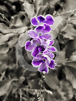 Duranta repens flowers on gray background