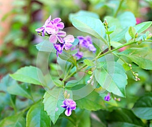Durante flower on a tree branch