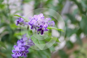 Durante plant of the family Verbenaceae blossoming photo