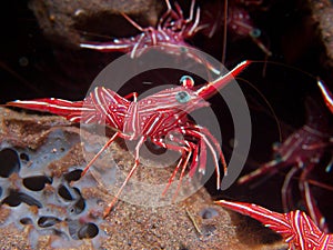 Durban Dancing Shrimp