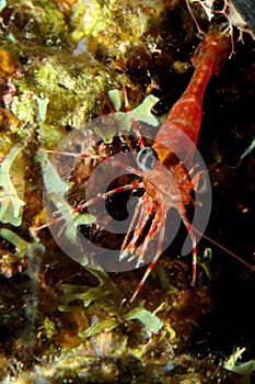 Durban Dancing Shrimp Rhynchocinetes durbanensis