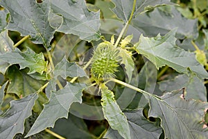 Durban Indian harmless Datura inoxia Mill., fruit and leaves