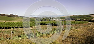 Durbanville Winelands