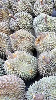 Durian fruit background