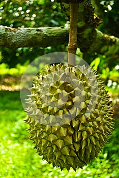 Durian