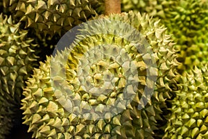 Durian is a big green thailand fruit spiny close up. Royal Fruit of Thailand, ban on fruit hotel