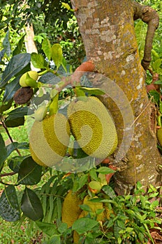 Durian Durio zebethinus