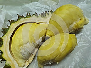 Durian, durio ziberthinus