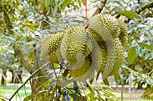 Durian ( Durio zibethinus ) King of fruits in tropical