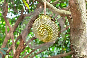 Durian Durio zibethinus king of tropical fruits hanging on brunch tree