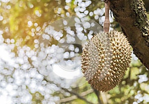 Durian Durio zibethinus king of tropical fruits hanging on brunch tree