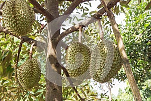 Durian Durio zibethinus king of tropical fruits hanging on brunch tree photo