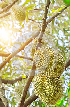 Durian Durio zibethinus king of tropical fruits hanging on brunch tree