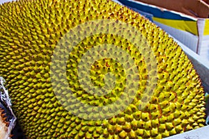 Durian, or durione or jackfruit. large exotic green and yellow fruit with spikes, the most malodorous fruit. smelly food