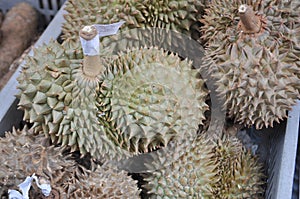 Durian edible fruit