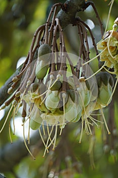 Durian flower, the king of fruit. Durian is one of the exotic fruit from East Asia