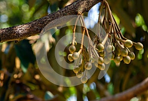 Durian flowers Durio zibethinus, king of fruits, blooming from the tree branch