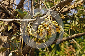 Durian flowers (Durio zibethinus), king of fruits, blooming from the tree branch