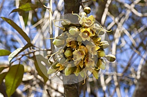 Durian flowers (Durio zibethinus), king of fruits, blooming from the tree branch