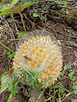 durian in the forest