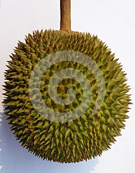 Durian fruit