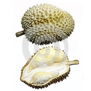 Durian fruit