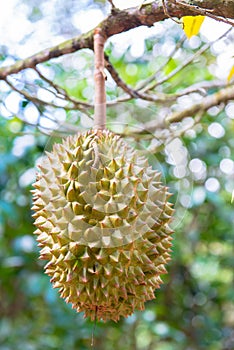 Durian Fruit