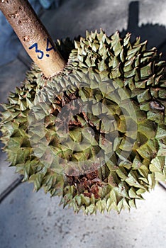 Durian fruit damage from fruit borer