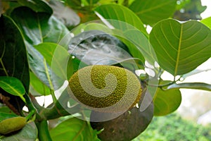 Durian fruit Durio. Durian grows on a tree.