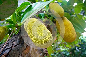 Durian fruit Durio. Durian grows on a tree.