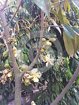 Durian Fruit Flowers