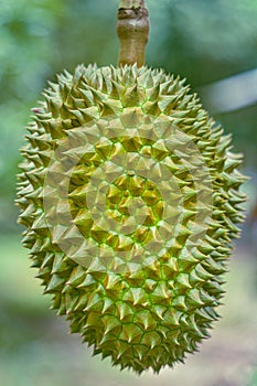 Durian fruit.Fresh durian.