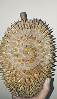 Durian fruit has sharp thorns and so smelt
