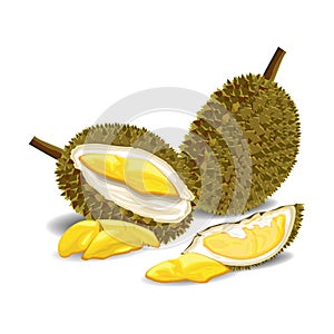 Durian fruit illustration vector image