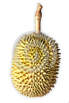 Durian fruit isolated white background