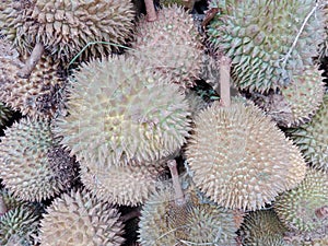 durian fruit and its distinctive taste.