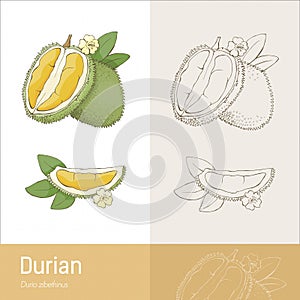 Durian fruit