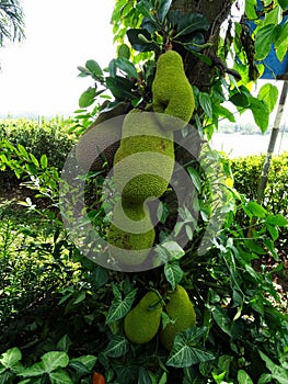 Durian fruit on a tree, close up.