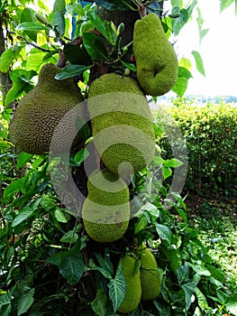 Durian fruit on a tree, close up.