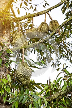 Durian fruit on the tree from the fruit farm in Thailand