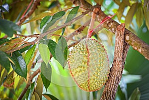 Durian fruit on the durian tree in the garden orchard summer day