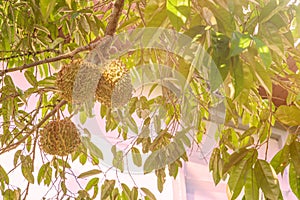 Durian fruit on tree. king of fruit in Thailand