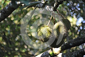 Durian Fruit On Tree,Tropical