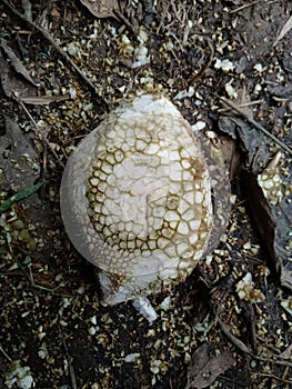 Durian fruit whose thorns have been cleaned.