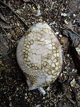 Durian fruit whose thorns have been cleaned.