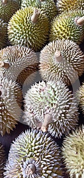 Durian Fruits