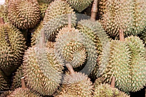Durian fruits on shelf in the supermarket