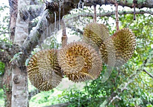 Durian in the garden