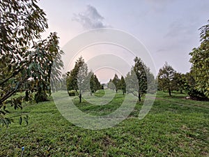 Durian garden in Trat Thailand photo