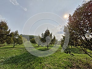 Durian garden in Trat Thailand